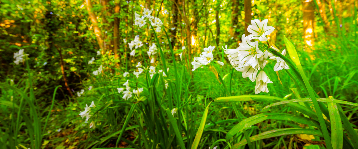 Wild Garlic at Shotwick Park