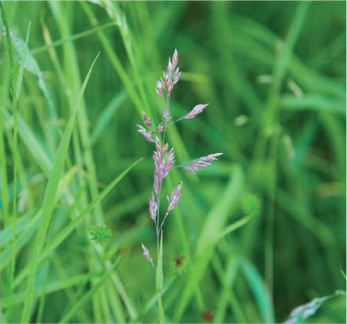 Meadow Fescue