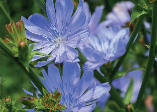 Chicory