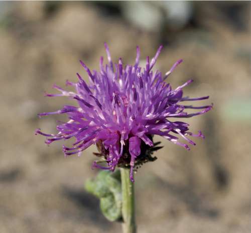 Lessor Knapweed