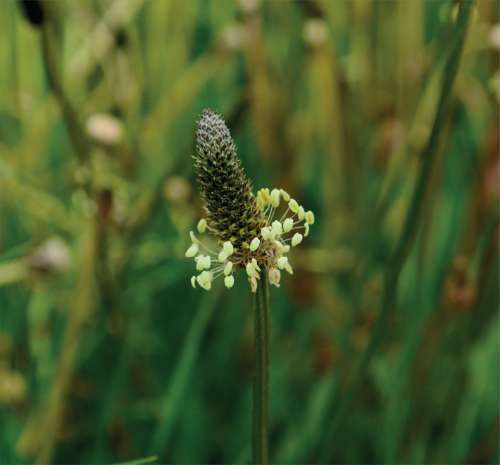 Ribgrass