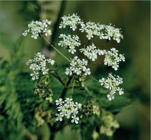 Sheeps Parsley