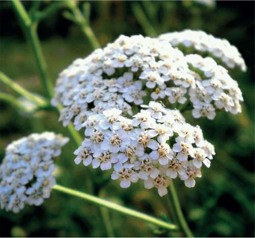 Yarrow