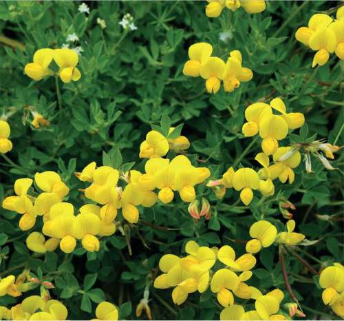 Birdsfoot Trefoil