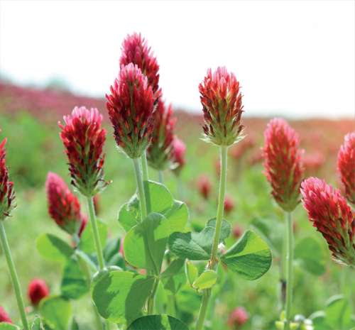 Crimson Clover