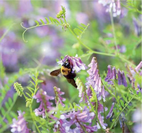 Hairy Vetch