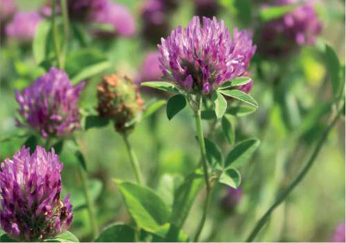 Red Clover