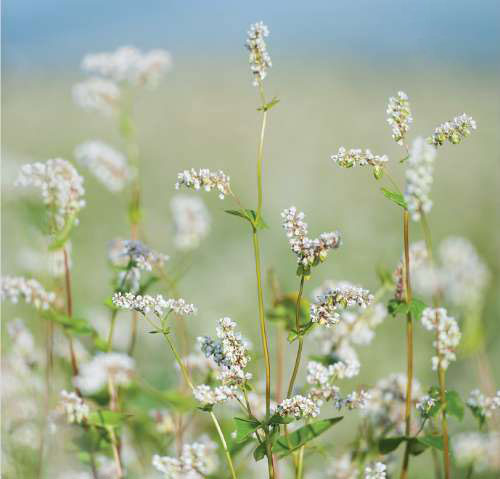 Buckwheat