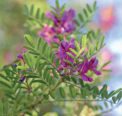 Common Vetch