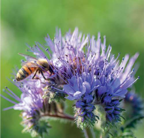 Phacelia