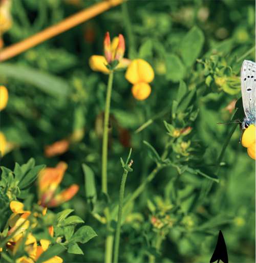 Birdsfoot Trefoil