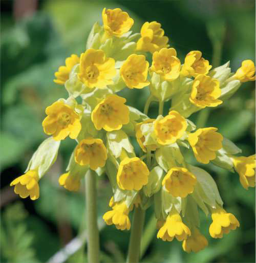 Cowslip