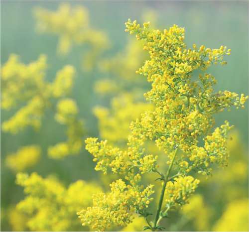 Ladys Bedstraw