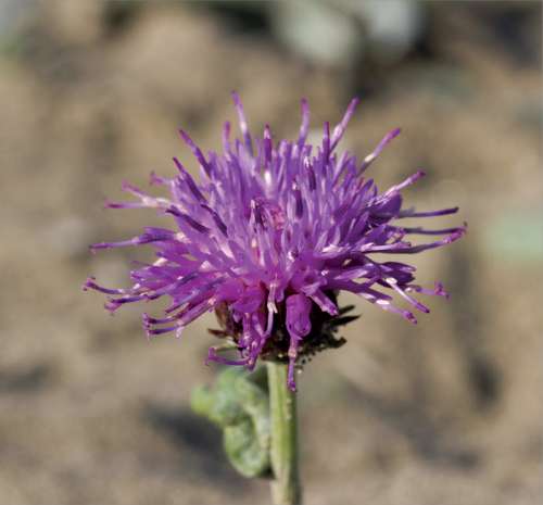 Lessor Knapweed