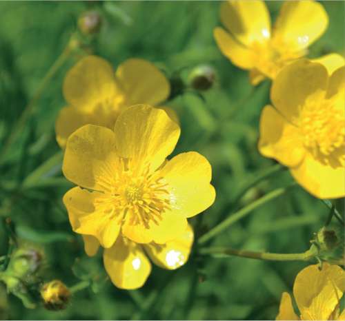 Meadow Buttercup