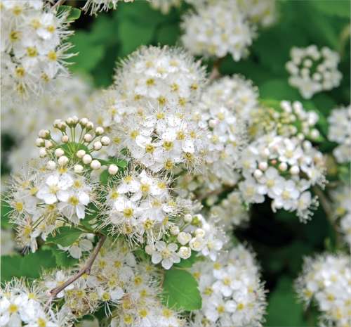 Meadowsweet