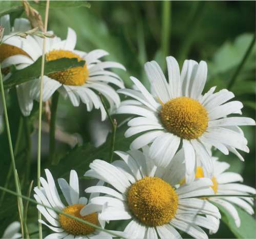 Ox-Eye Daisy