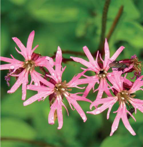 Ragged Robin