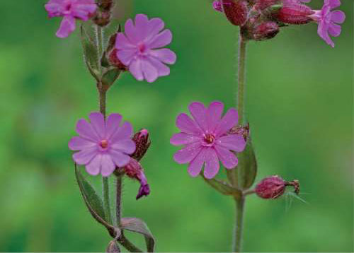 Red Campion