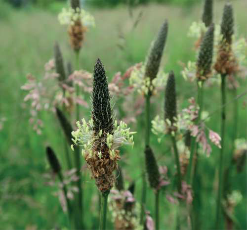 Ribwort Plantain