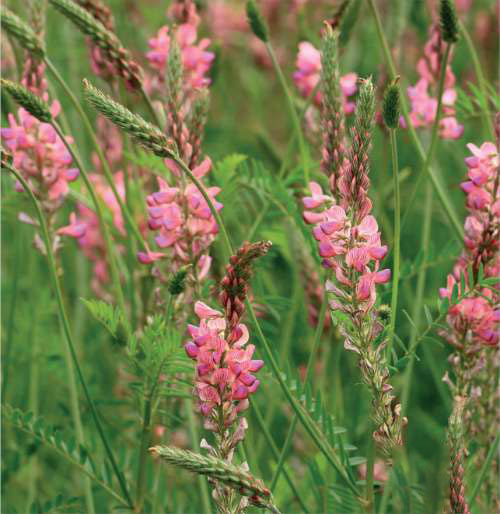 Sainfoin