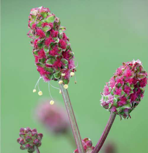 Salad Burnet