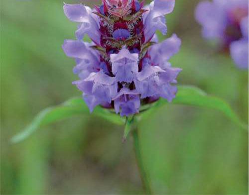 Self Heal