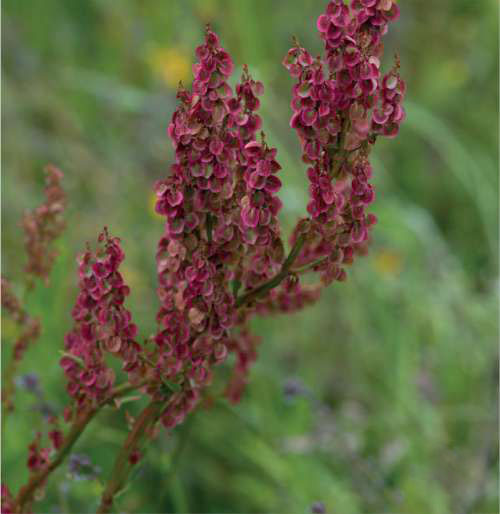 Sheeps Sorrel