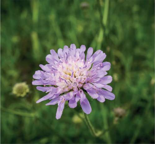 Small Scabious