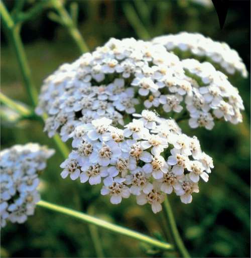 Yarrow