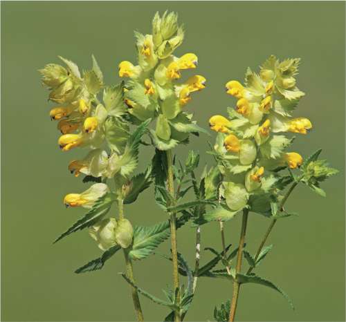 Yellow Rattle