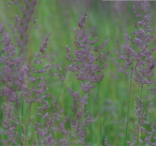 Common Bentgrass