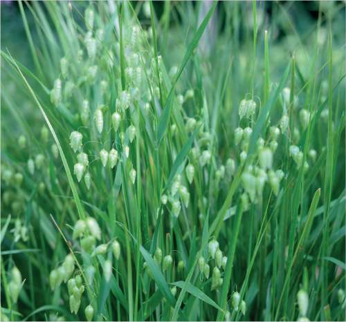 Quaking Grass