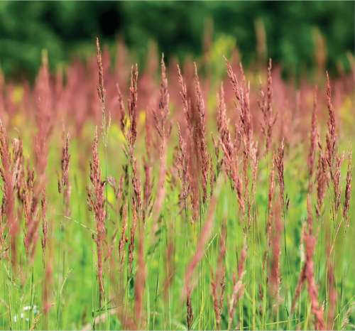 Red Fescue