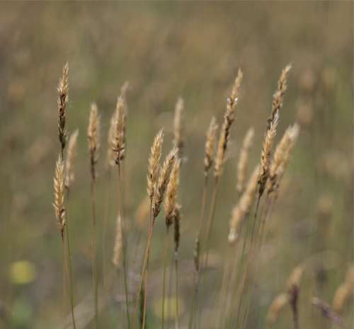 Sweet Vernal Grass