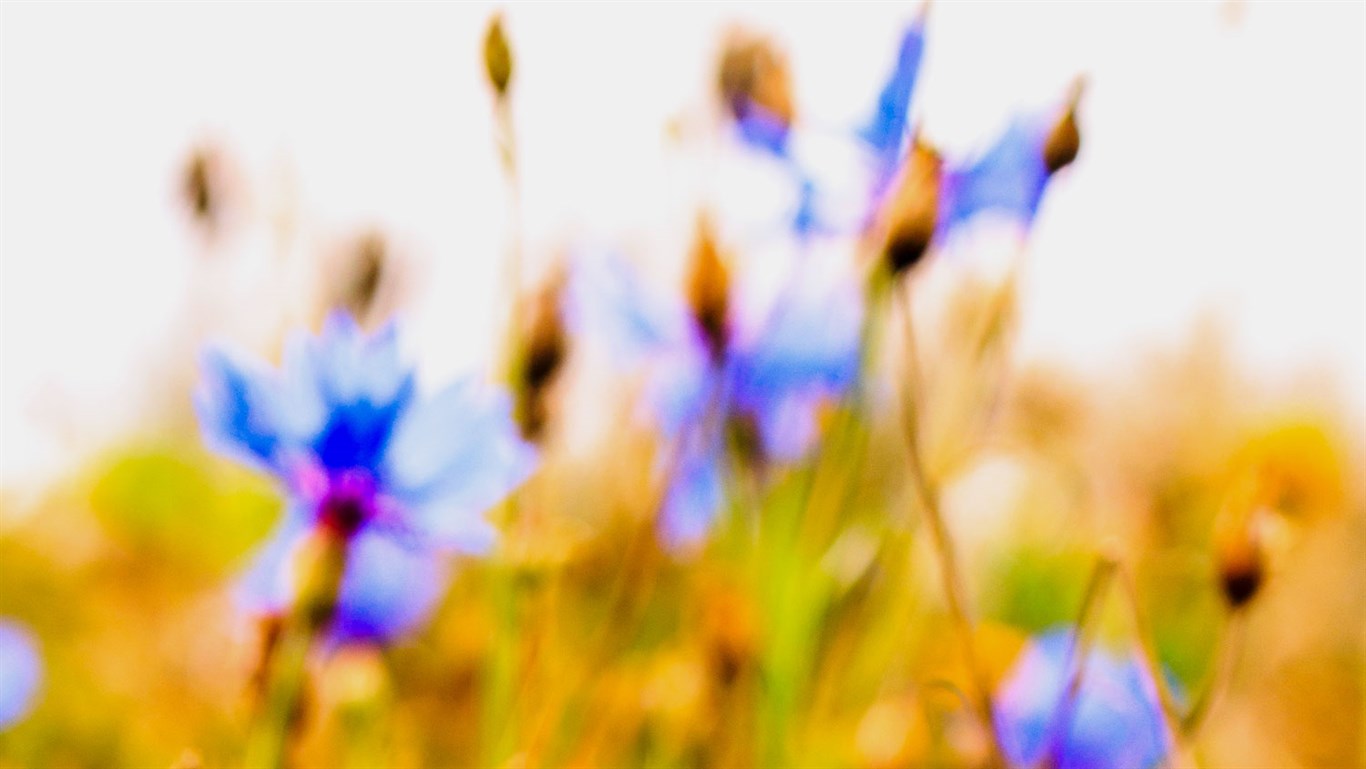 Wildflower Meadows