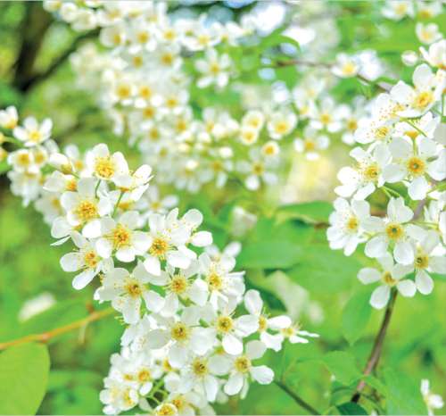 Bird Cherry