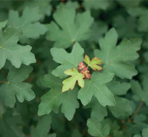 Field Maple