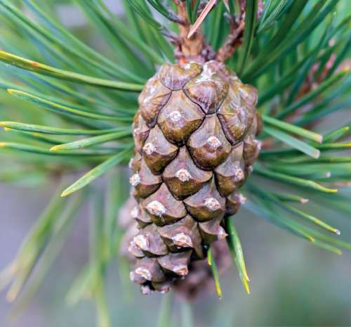 Scots Pine