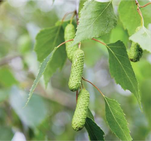 Silver Birch