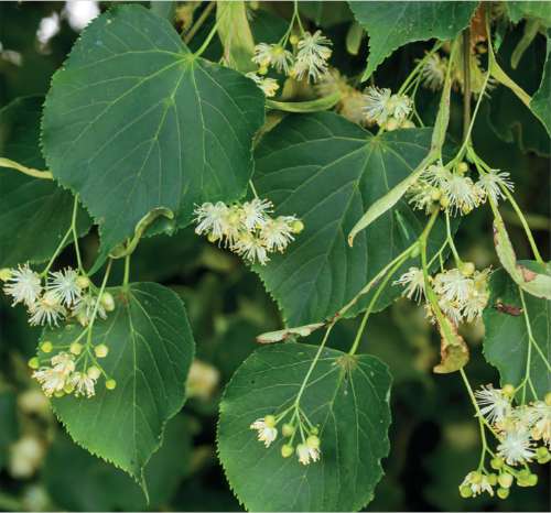 Small Leaved Lime